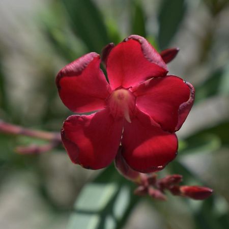Palmengarten Finning Ngoại thất bức ảnh